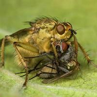 Dung Fly with prey 4 